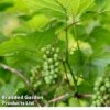 Vitis Coignetiae -Perfect Greenery VITI COIGNETIA W30441
