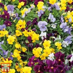 Viola 'Autumn Jewels Mixed' (Garden Ready) -Perfect Greenery Viola Autumn Jewels shutterstock LIB cmyk
