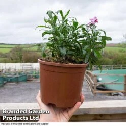 Wallflower 'Sugar Rush' 9 Wallflower 'Sugar Rush' -Perfect Greenery WALL T45463a D