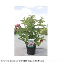 Weigela 'Bristol Ruby' 7 Weigela 'Bristol Ruby' -Perfect Greenery WEIG T66524 A h