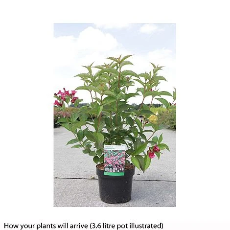 Weigela 'Bristol Ruby' 5 Weigela 'Bristol Ruby' - Image 3