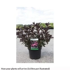 Weigela Florida 'Alexandra' -Perfect Greenery WEIG T66525 B h