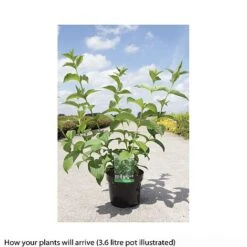 Weigela Middendorffiana -Perfect Greenery WEIG T66530 B h