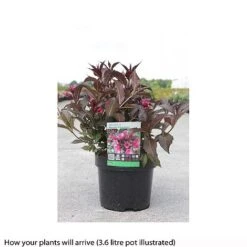 Weigela 'Naomi Campbell' -Perfect Greenery WEIG T66533 A h
