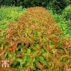 Weigela Florida 'Wings Of Fire' 12 Weigela Florida 'Wings Of Fire' -Perfect Greenery WEIG T66535 B1