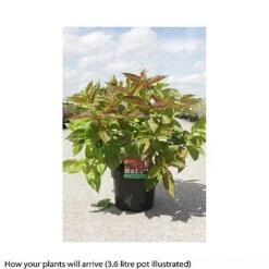 Weigela Florida 'Wings Of Fire' 16 Weigela Florida 'Wings Of Fire' -Perfect Greenery WEIG T66535 B h