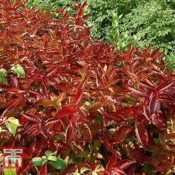 Weigela Florida 'Wings Of Fire' 15 Weigela Florida 'Wings Of Fire' -Perfect Greenery WEIG T66535 D