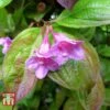 Weigela Florida 'Wings Of Fire' -Perfect Greenery WEIG T66535 E