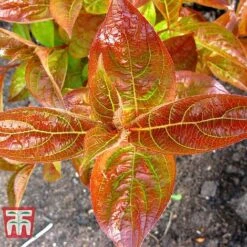 Weigela Florida 'Wings Of Fire' 17 Weigela Florida 'Wings Of Fire' -Perfect Greenery WEIG T66535 F