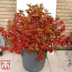 Weigela Florida 'Wings Of Fire' 13 Weigela Florida 'Wings Of Fire' -Perfect Greenery WEIG T66535 G