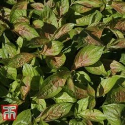 Weigela Florida 'Wings Of Fire' 18 Weigela Florida 'Wings Of Fire' -Perfect Greenery WEIG T66535 H