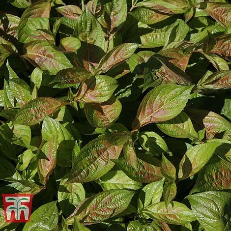 Weigela Florida 'Wings Of Fire' 10 Weigela Florida 'Wings Of Fire' - Image 8