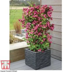 Weigela 'Towers Of Flowers'® Duo -Perfect Greenery WEIG WKB5878 D