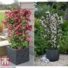 Weigela 'Towers Of Flowers'® Duo -Perfect Greenery WEIG WKB5878 F