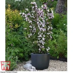 Weigela 'Towers Of Flowers'® Duo -Perfect Greenery WEIG WKB5878 Q