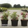 Weigela 'Big Love' 1 Weigela 'Big Love' -Perfect Greenery WEIG BIGLOVE S46150