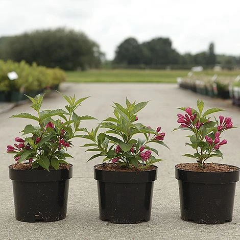 Weigela 'Big Love' 4 Weigela 'Big Love' - Image 2