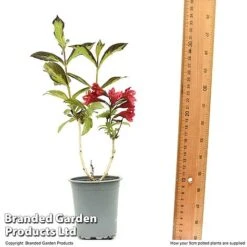 Weigela 'Camouflage' 25 Weigela 'Camouflage' -Perfect Greenery WEIG CAMOUF9CM T50087