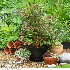 Weigela 'Camouflage' 16 Weigela 'Camouflage' -Perfect Greenery WEIG CAMOUFLAG T39702