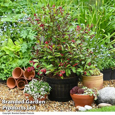 Weigela 'Camouflage' 5 Weigela 'Camouflage' - Image 3