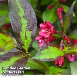 Weigela 'Camouflage' 17 Weigela 'Camouflage' -Perfect Greenery WEIG CAMOUFLAG T39705