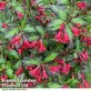 Weigela 'Camouflage' 2 Weigela 'Camouflage' -Perfect Greenery WEIG CAMOUFLAG T39900