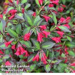 Weigela 'Camouflage' 20 Weigela 'Camouflage' -Perfect Greenery WEIG CAMOUFLAG T39902