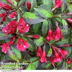 Weigela 'Camouflage' 21 Weigela 'Camouflage' -Perfect Greenery WEIG CAMOUFLAG T39904