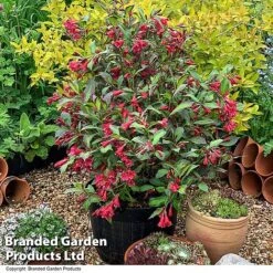 Weigela 'Camouflage' 22 Weigela 'Camouflage' -Perfect Greenery WEIG CAMOUFLAG T39905