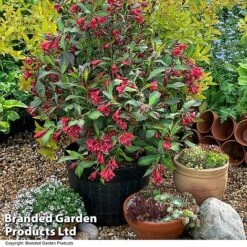 Weigela 'Camouflage' 23 Weigela 'Camouflage' -Perfect Greenery WEIG CAMOUFLAG T39907