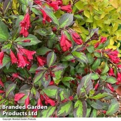 Weigela 'Camouflage' 24 Weigela 'Camouflage' -Perfect Greenery WEIG CAMOUFLAG T39908