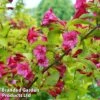 Weigela 'Princess Ayla' -Perfect Greenery WEIG PRINCESSA1