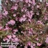 Weigela 'Vintage Love' 2 Weigela 'Vintage Love' -Perfect Greenery WEIG VINTAGELO1