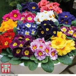 Winter Favourites Bedding Collection -Perfect Greenery WINT wkc2523 B