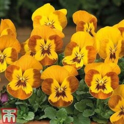 Winter Favourites Bedding Collection -Perfect Greenery WINT wkc2523 E