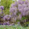Wisteria Floribunda 'Lavender Lace' -Perfect Greenery WIST KC5942