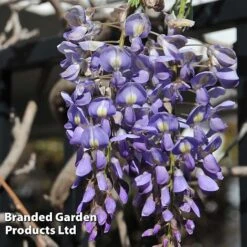 Wisteria Floribunda 'Lavender Lace' -Perfect Greenery WIST KC5942 B