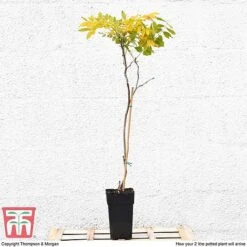 Wisteria Sinensis (Patio Standard) -Perfect Greenery WIST T10787 B