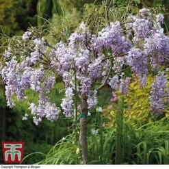 Wisteria Sinensis (Patio Standard) -Perfect Greenery WIST T10787 C