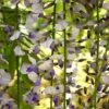 Wisteria 'Tiverton' -Perfect Greenery WIST T56716 A h