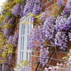 Wisteria Sinensis -Perfect Greenery WIST T57979 A h