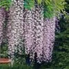 Wisteria Floribunda 'Rosea' 1 Wisteria Floribunda 'Rosea' -Perfect Greenery WIST T67305 A h