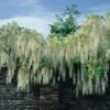 Wisteria Floribunda 'Alba' -Perfect Greenery WIST T67306 A h