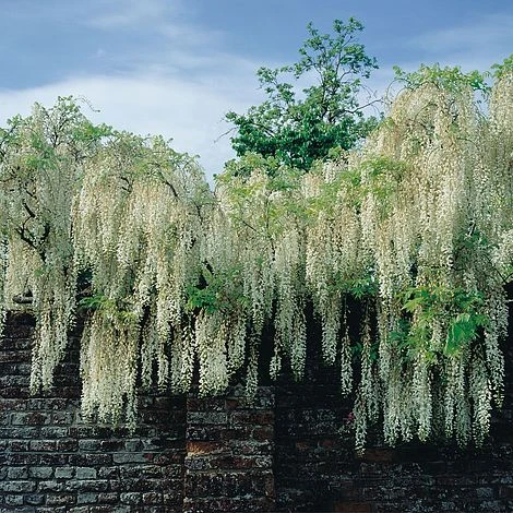 Wisteria Floribunda 'Alba' 3 Wisteria Floribunda 'Alba'