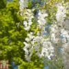 Wisteria Sinensis F. Alba -Perfect Greenery WIST T82391 A