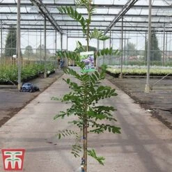 Wisteria Floribunda 'Macrobotrys' Group -Perfect Greenery WIST TKA3726 A