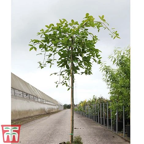 Wisteria Sinensis 'Amethyst' 5 Wisteria Sinensis 'Amethyst' - Image 3