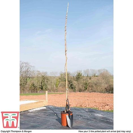 Wisteria Sinensis 'Amethyst' 6 Wisteria Sinensis 'Amethyst' - Image 4