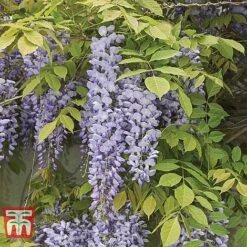 Wisteria Sinensis 'Prolific' -Perfect Greenery WIST t57979 B