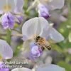 Wisteria Floribunda 'Geisha' 1 Wisteria Floribunda 'Geisha' -Perfect Greenery WISTERIA GEISHA KC5941 A